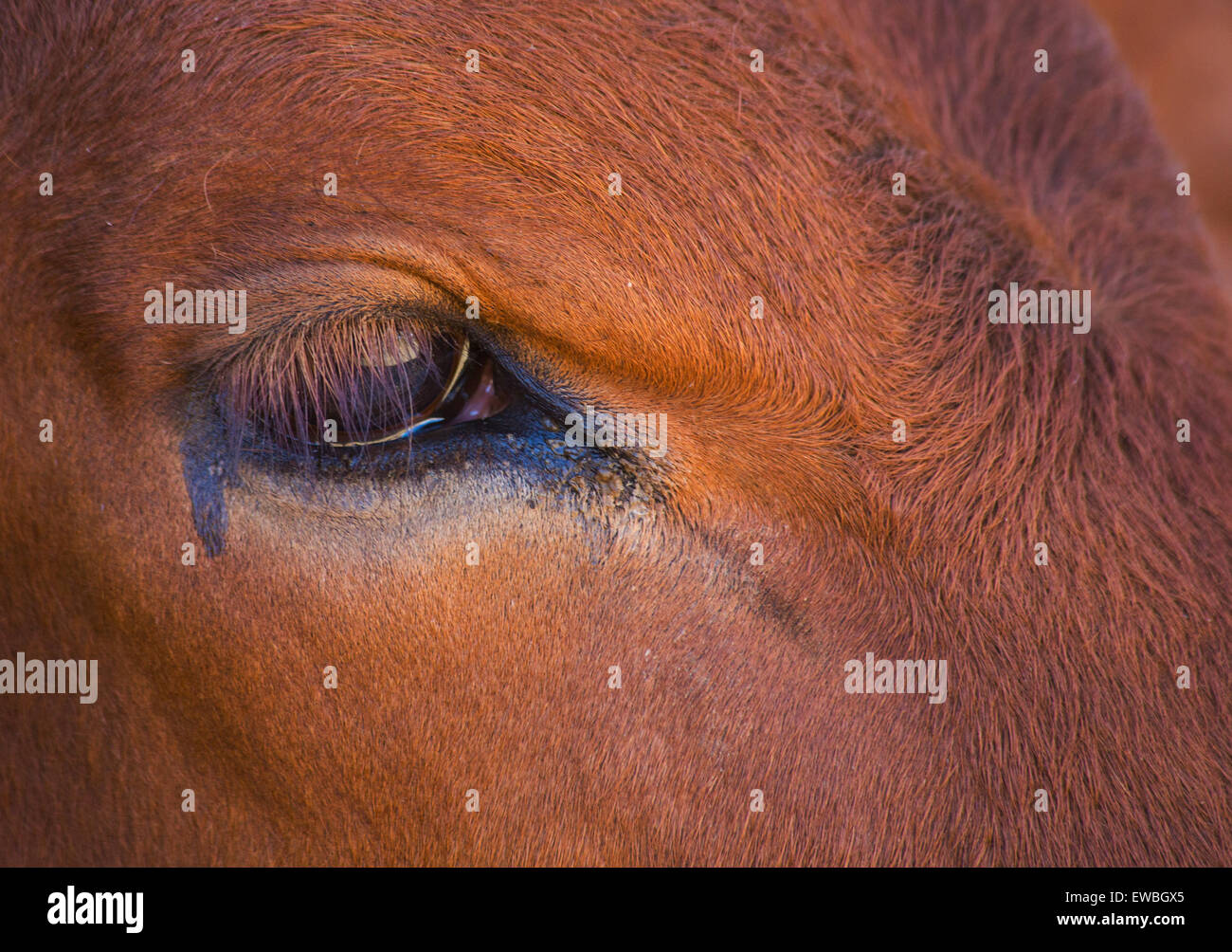 Nahaufnahme von einer Kuh Gesicht und Augenpartie Stockfoto