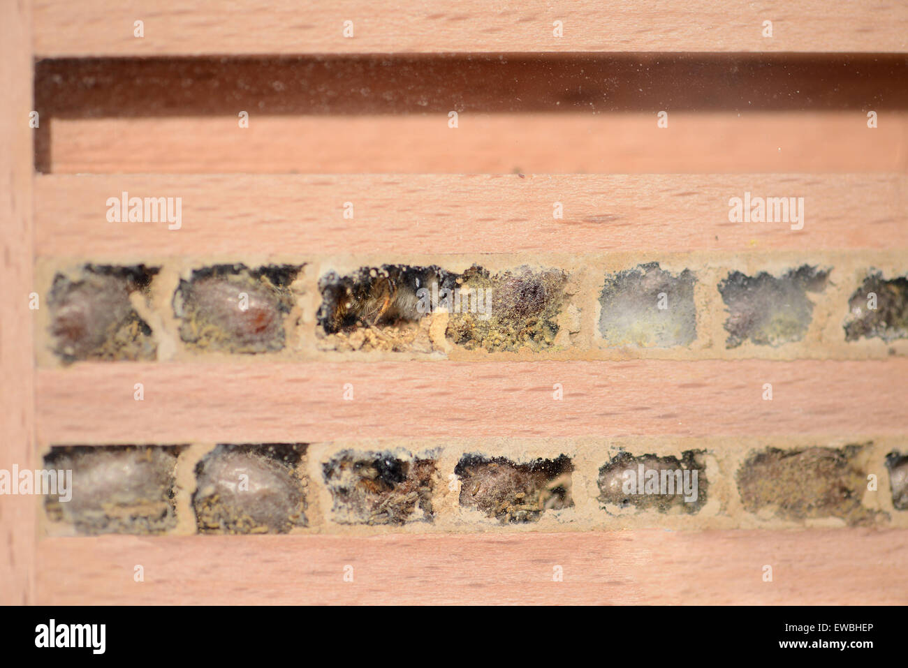 wilde Bienen Osmia Bicornis versuchen, aus seinem Nest auf Insekten Unterschlupf. Stockfoto