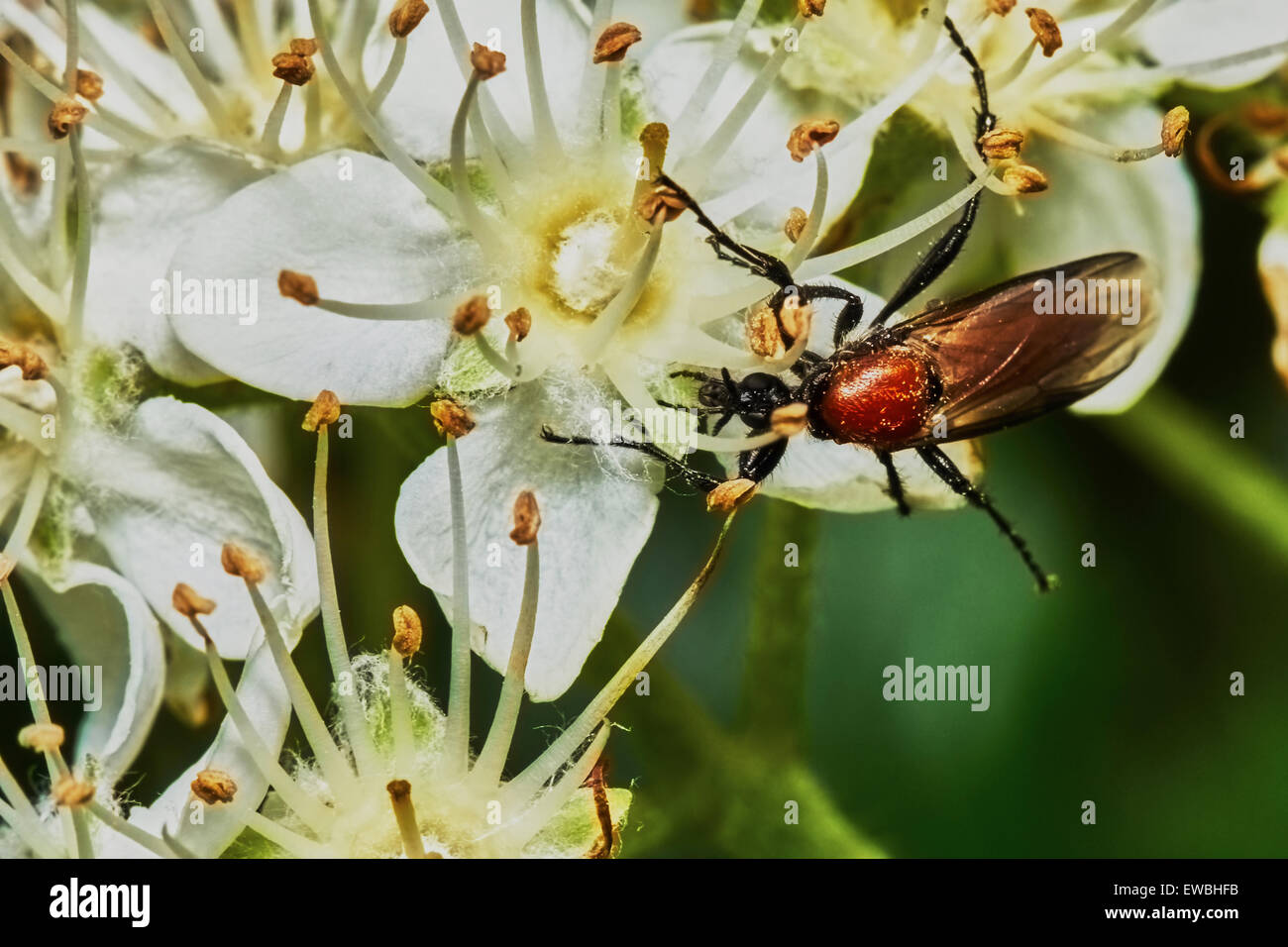 Käfer auf einer Blüte Esche im Garten Stockfoto