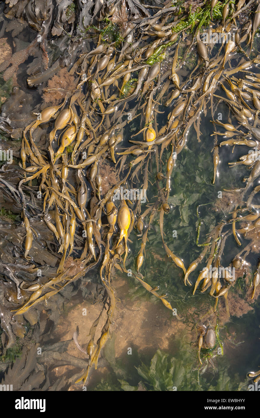 Unteren Ufer Algen Braun Seetang Algen Blase Wrack Im Atlantik Gefunden Felsenufer Dominiert Und Verknotet Wrack Oder Rockweed Stockfotografie Alamy