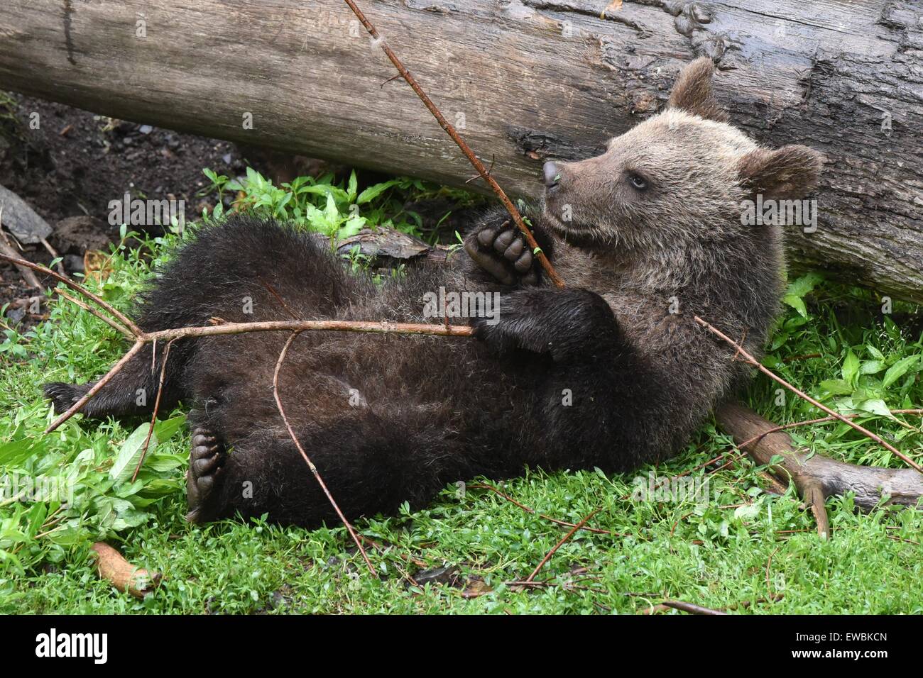 Homberg, Deutschland. 22. Juni 2015. Brown Bear Cub Alexa im Januar geborene spielt mit Ast am Wildpark Knuell in der Nähe von Homberg, Deutschland, 22. Juni 2015. Braunbären und Wölfe sind in eine Fugenmasse im Wildlife Park untergebracht. Foto: UWE ZUCCHI/Dpa/Alamy Live News Stockfoto