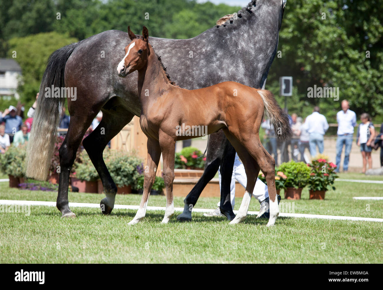 eine braune Holsteiner Fohlen steht auf einem Reitturnier neben seiner Mutter-Stute Stockfoto