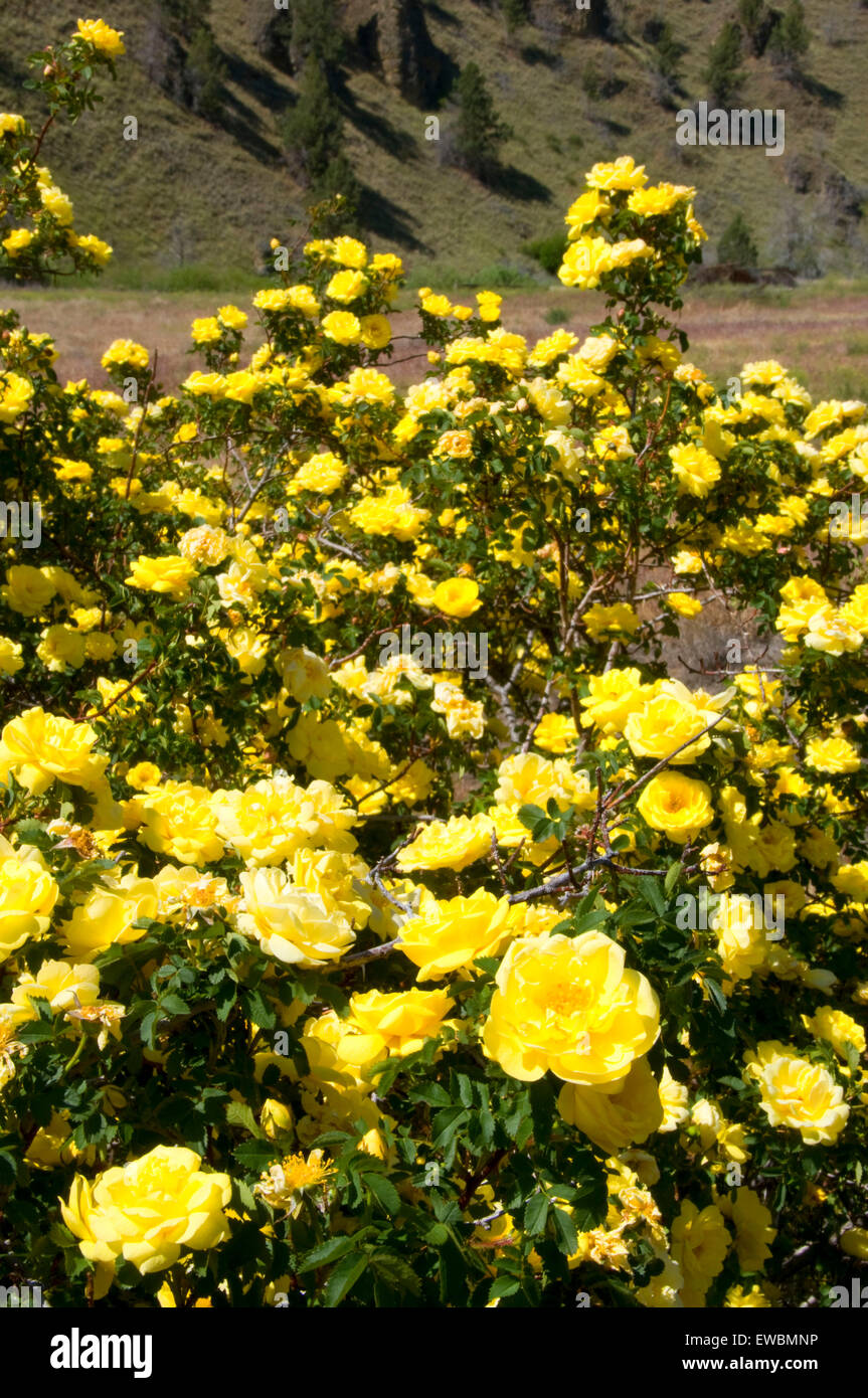 Gelbe Rosen, Pine Creek Conservation Area, Reise durch die Zeit National Scenic Byway, Oregon Stockfoto