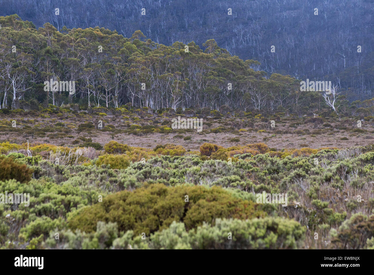 Heide und Wald auf einem schroffen alpinen Hochplateau im Mount Field National Park, Tasmanien, Australien Stockfoto