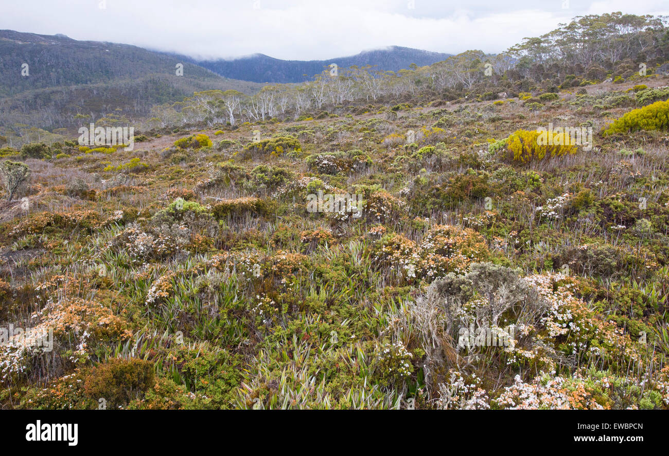 Verkümmerte Heide auf einem Hochplateau im Mount Field National Park, Tasmanien, Australien Stockfoto