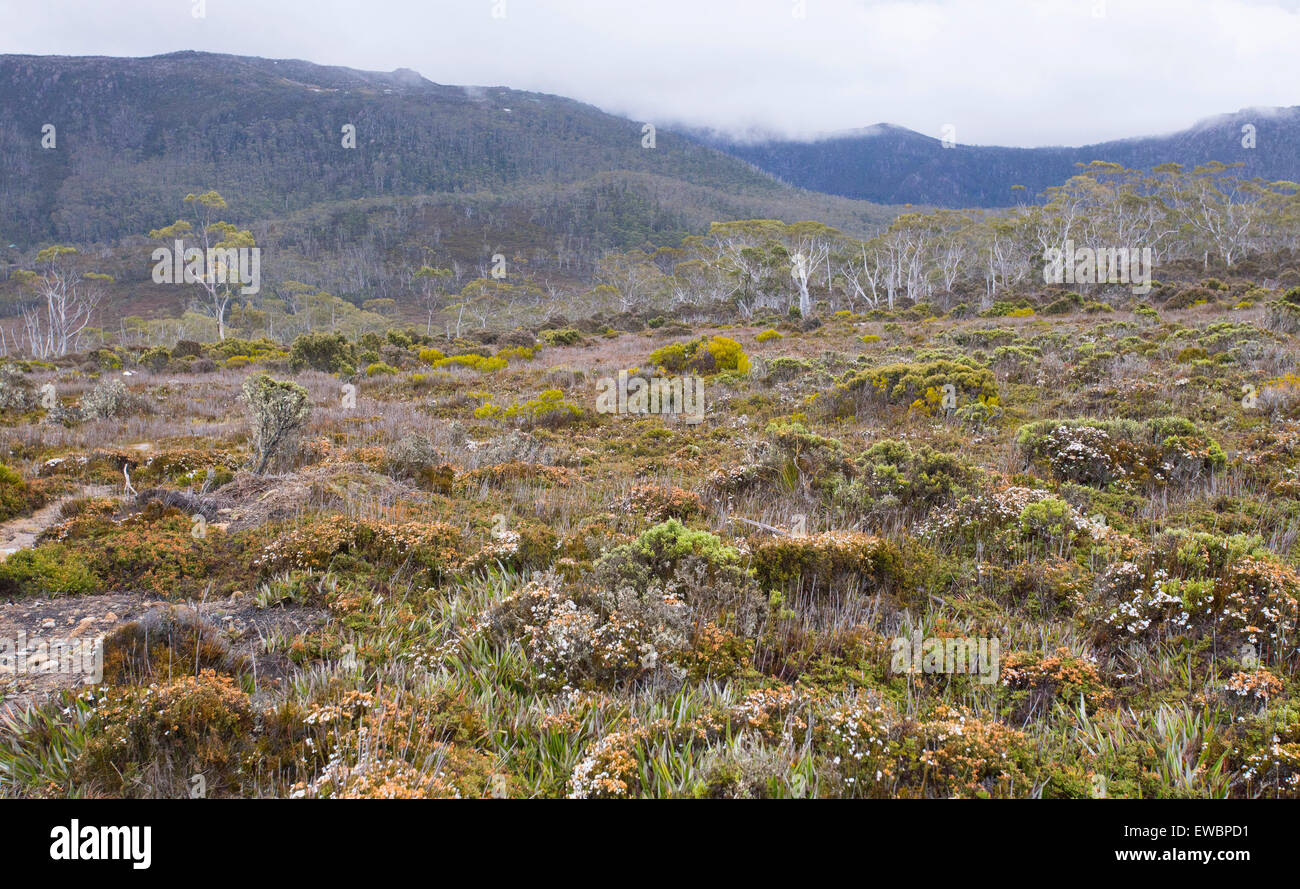 Verkümmerte Heide auf einem Hochplateau im Mount Field National Park, Tasmanien, Australien Stockfoto