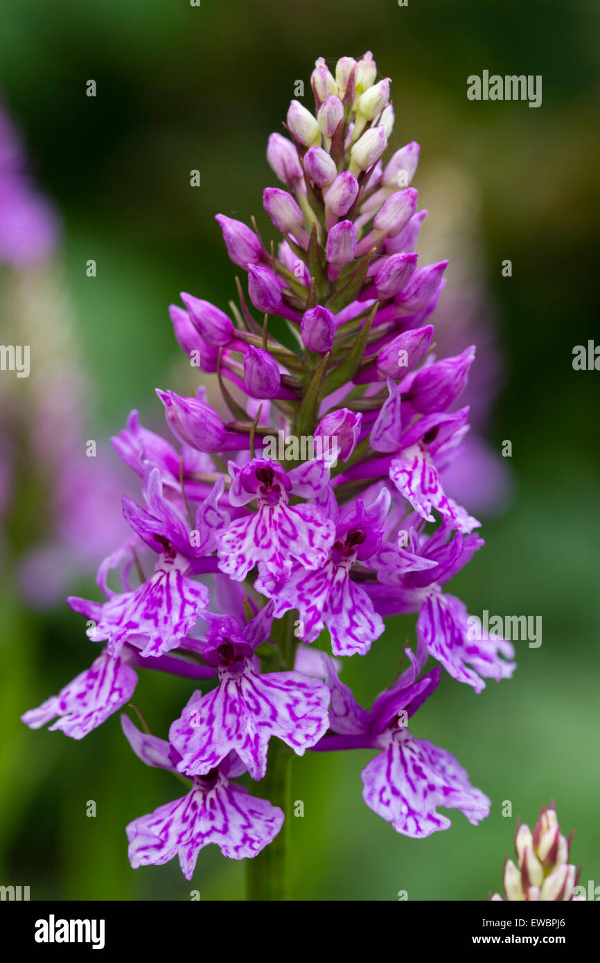 Einzelner Blumenkopf der Landorchidee, Dactylorhiza x grandis „Blackthorn-Stamm“ Stockfoto