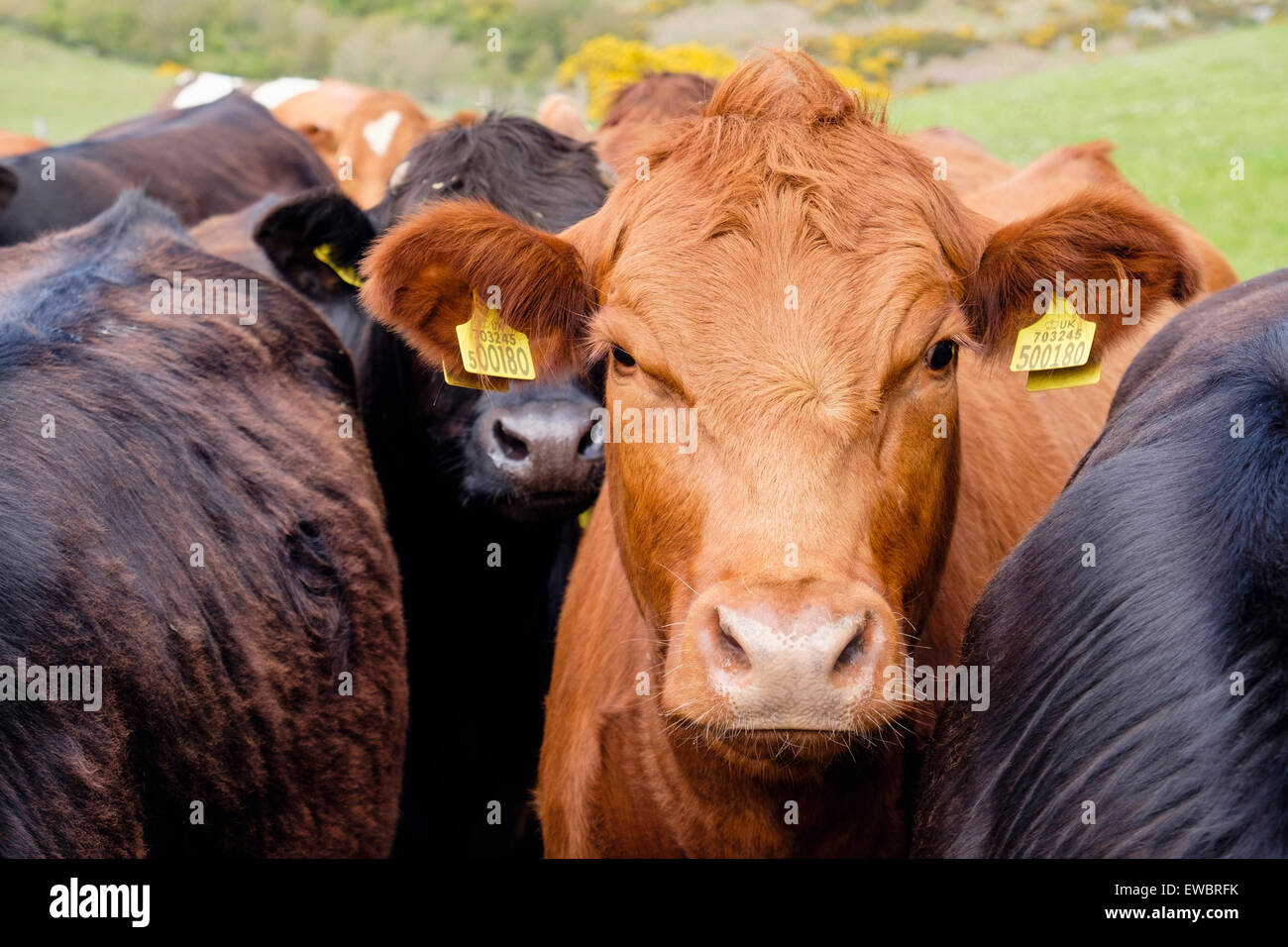 Neugierige junge Stiere Bos Taurus (Rinder) mit gelben Ohrmarken in einem Bauernhof-Feld. Wales, UK, Großbritannien Stockfoto