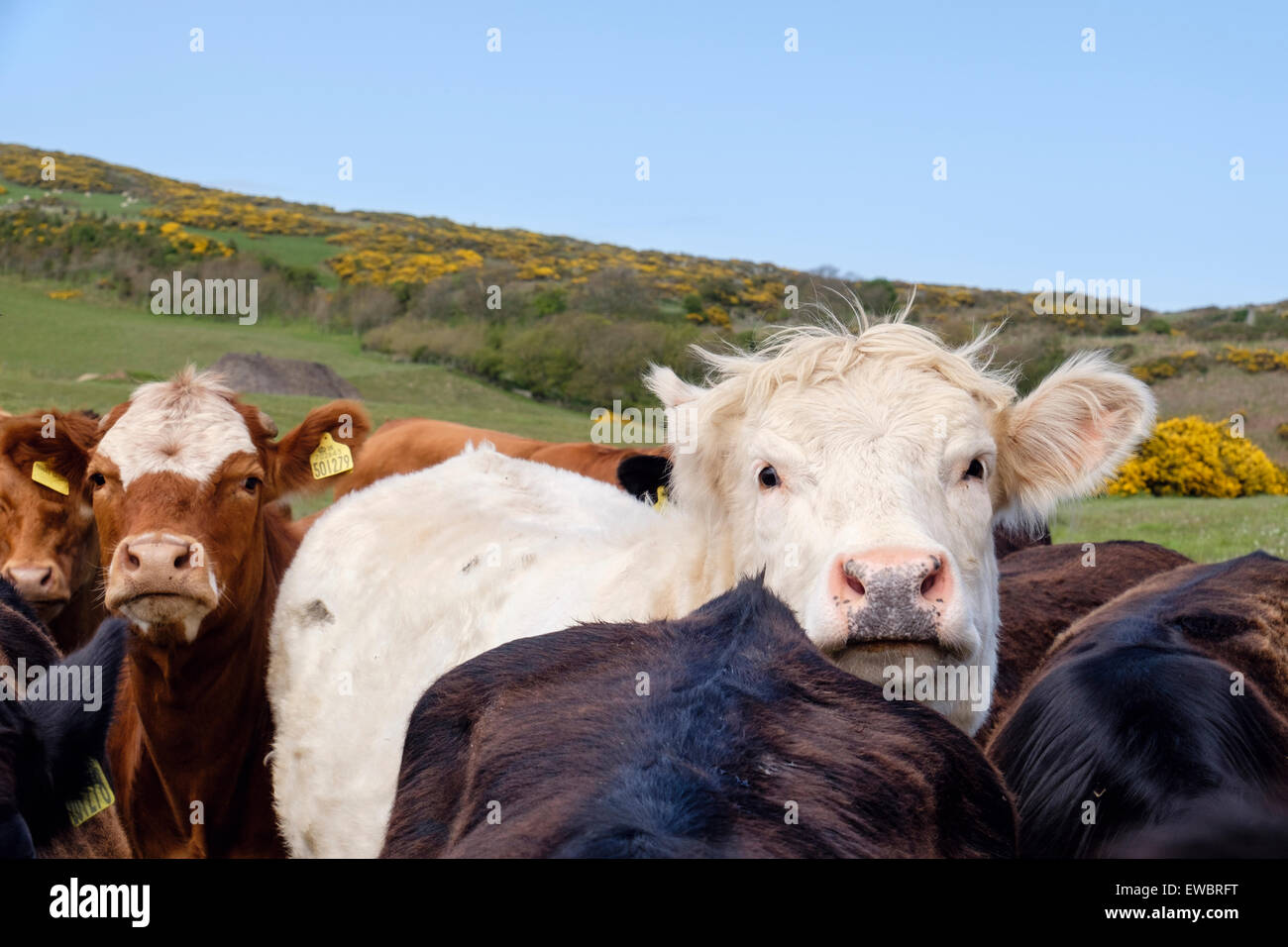 Neugierige junge weiße Bulle Bos Taurus (Rinder) außerhalb in einem Bauernhof-Feld. Rhydwyn, Isle of Anglesey, North Wales, UK, Großbritannien Stockfoto
