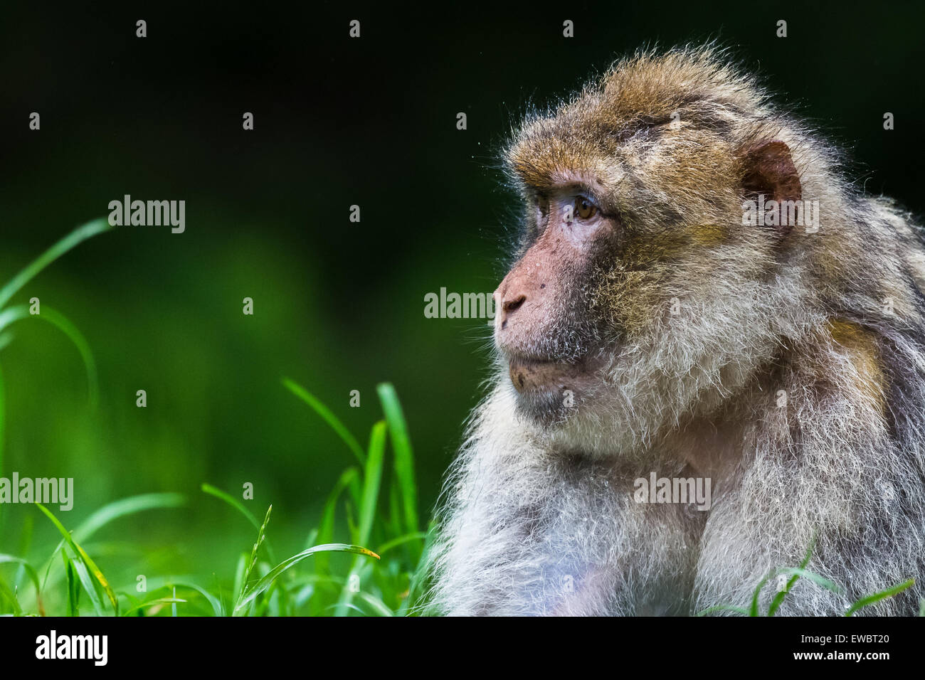 Berberaffe Blick in die Ferne. Stockfoto