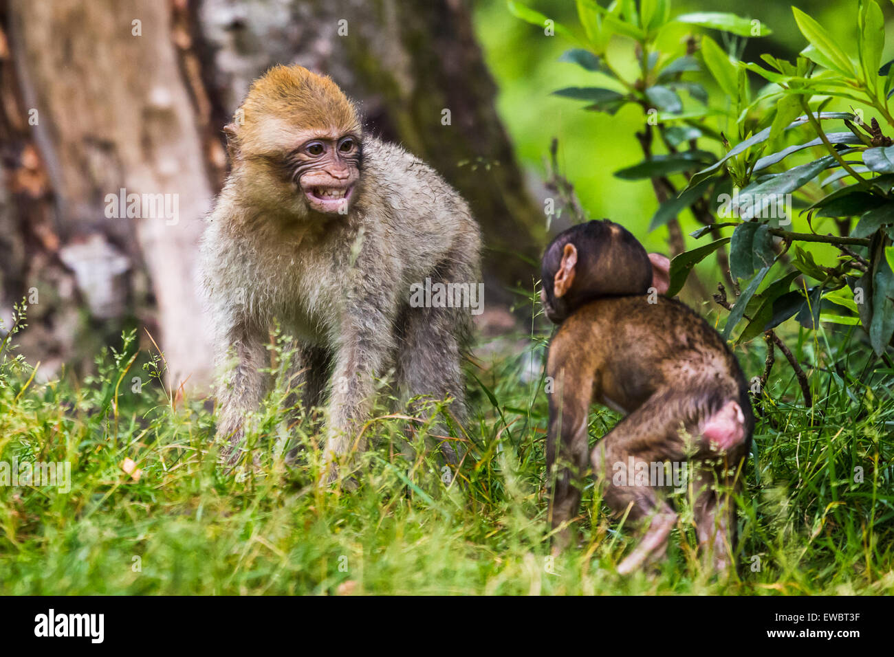 Barbary Macaque Geschwister in dem langen Rasen spielen. Stockfoto