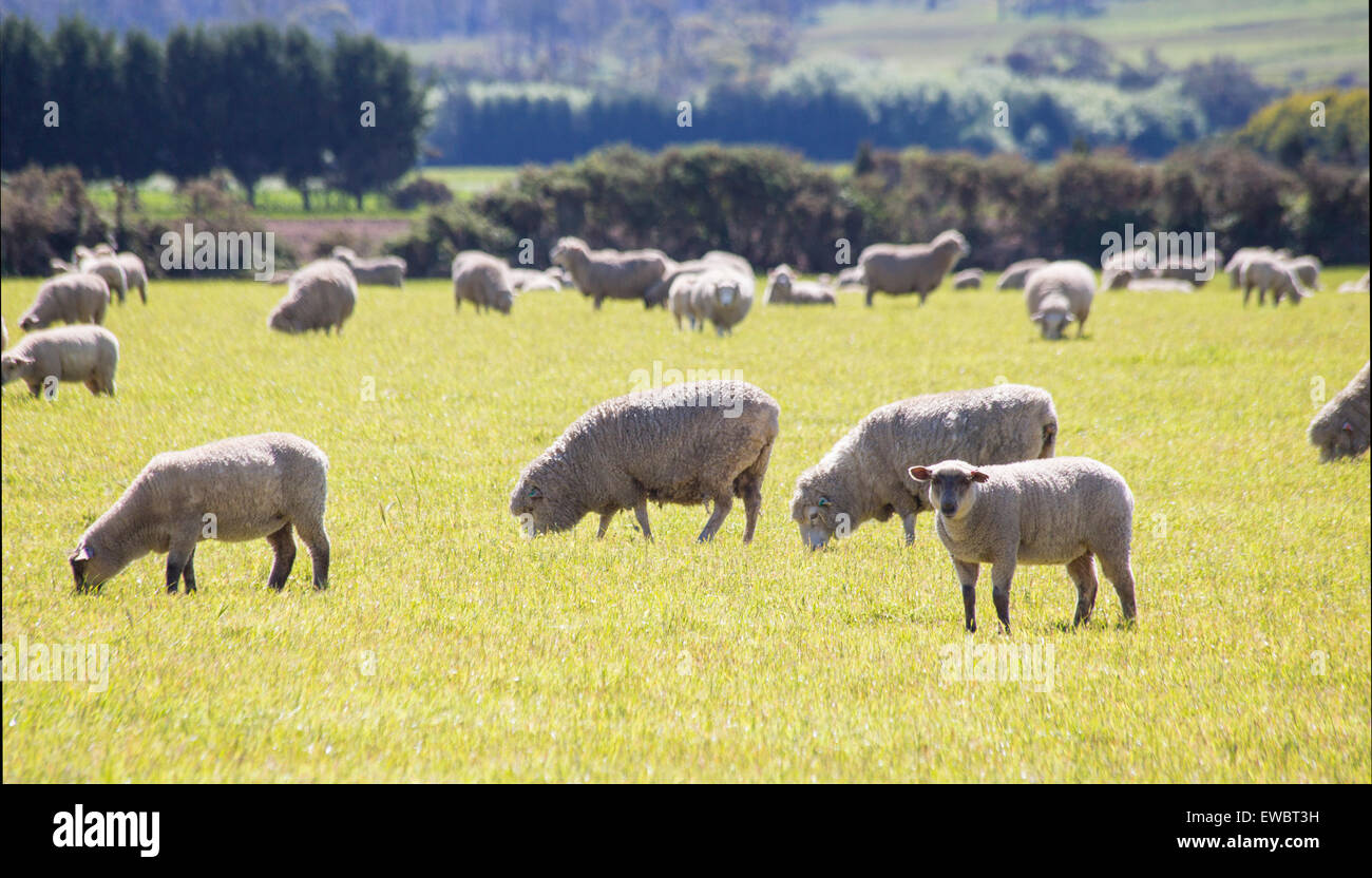 Schafe grasen auf einer Farm in Tasmanien Stockfoto