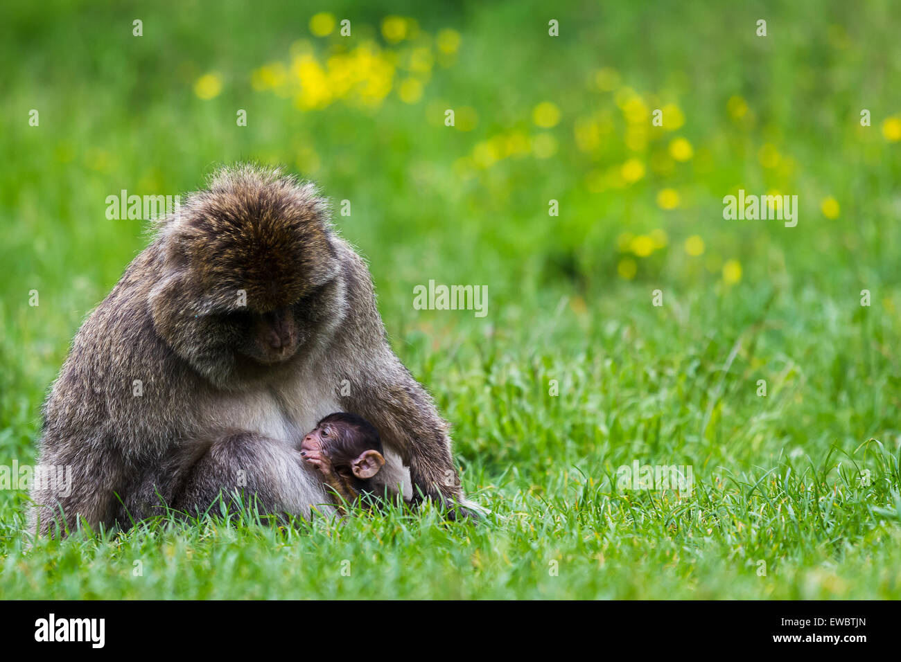 Baby Berberaffe mit seiner Mutter in dem langen Rasen. Stockfoto