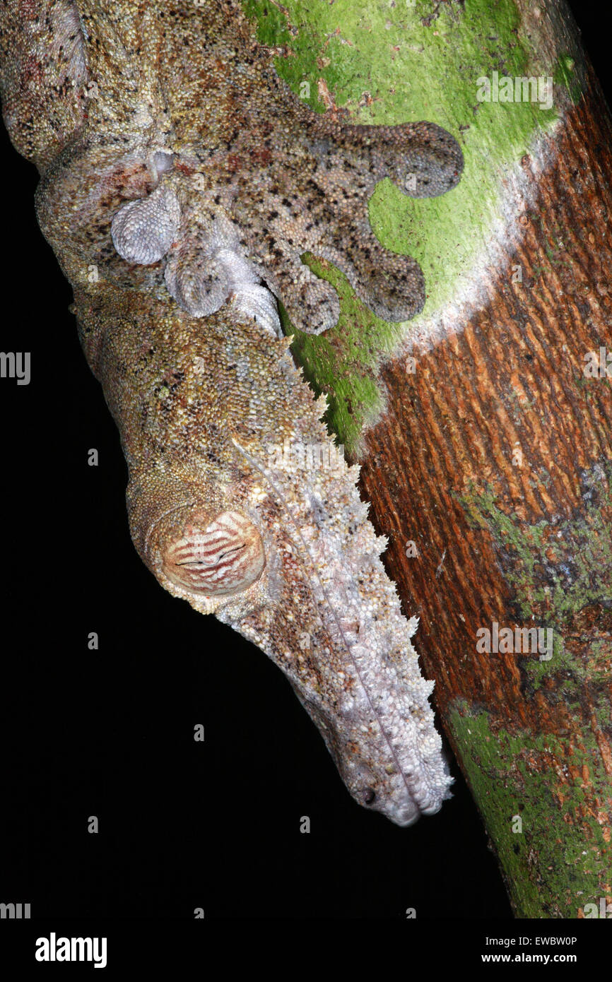 Nahaufnahme des riesigen Blatt-tailed Gecko (Uroplatus Fimbriatus), Nosy Mangabe, Madagaskar Stockfoto