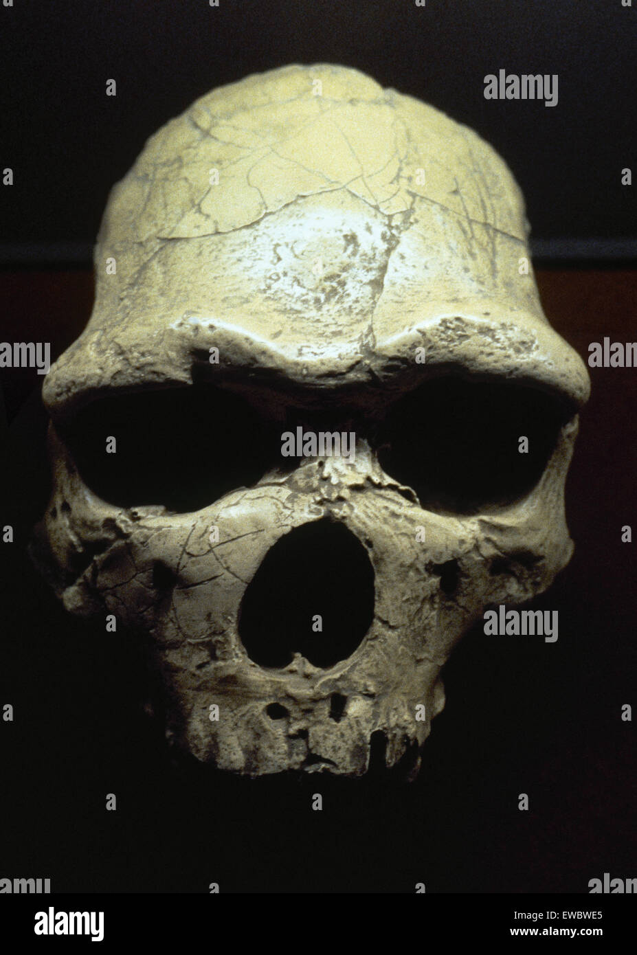 Java-Mensch oder Pithecanthropus Erectus (Homo Erectus Erectus). Frühe menschliche Fossills auf der Insel Java (Indonesien) entdeckt. Altsteinzeit. Stockfoto