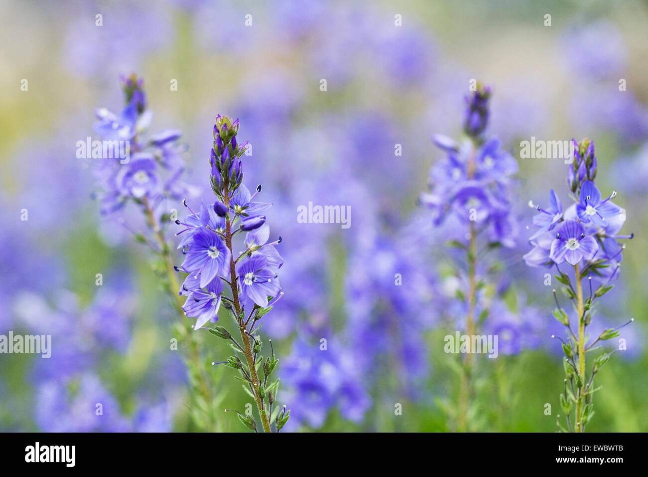 Veronica in einer krautigen Grenze wachsen. Ehrenpreis-Blumen. Stockfoto