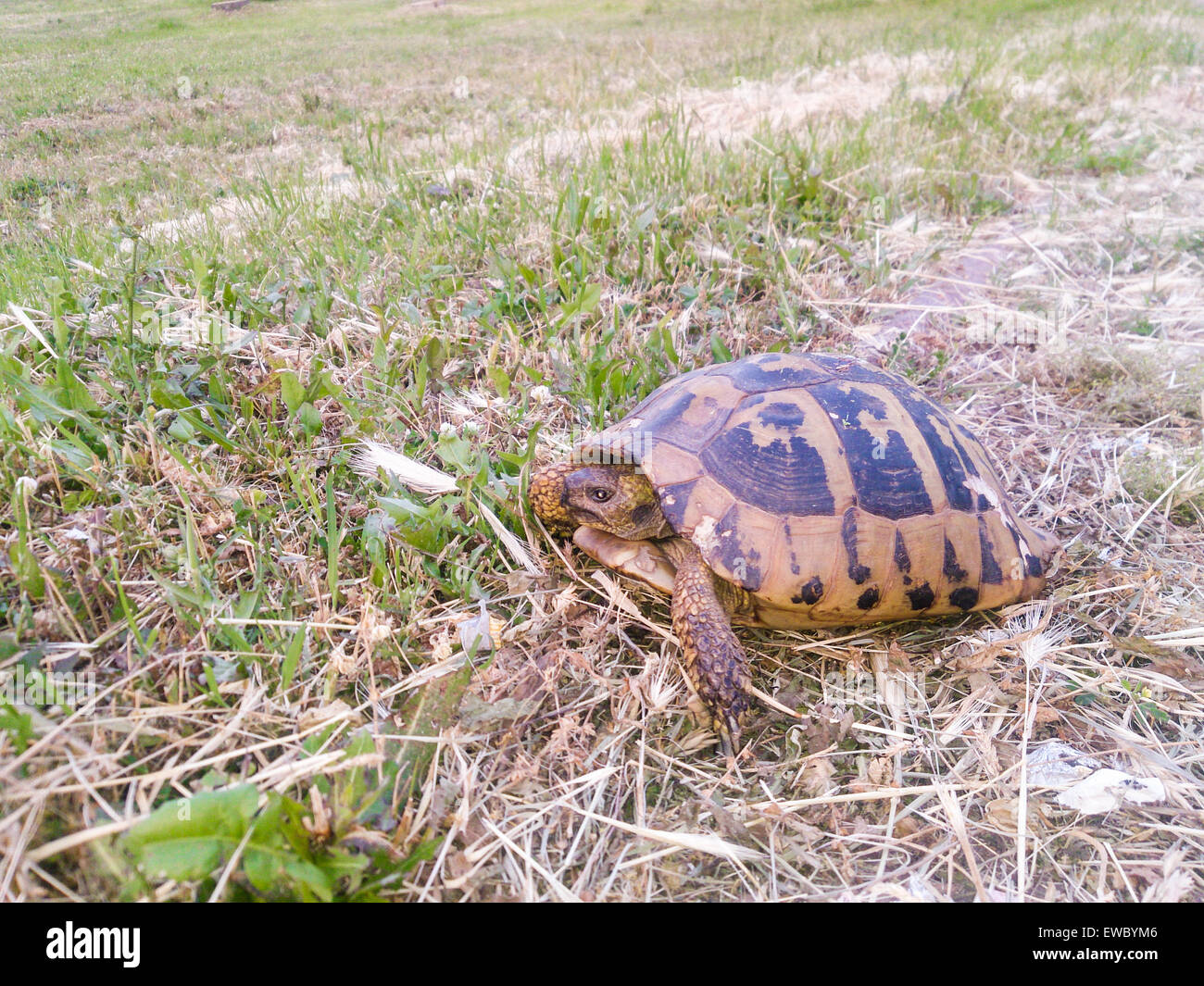 Schildkröte im grünen Wiese auf Sonne. Natur und langsam alt kleines Tier. Stockfoto