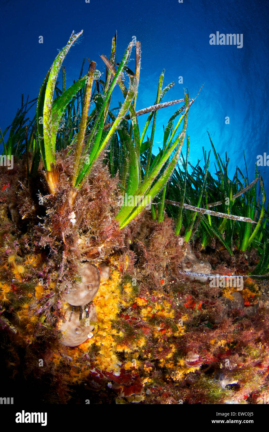 Neptun Seagrass (Posidonia ozeanica) Wiese und zutrauende Meeresbewohner (Korallen, Schwämme) im Naturpark Ses Salines (Formtera, Mittelmeer) Stockfoto