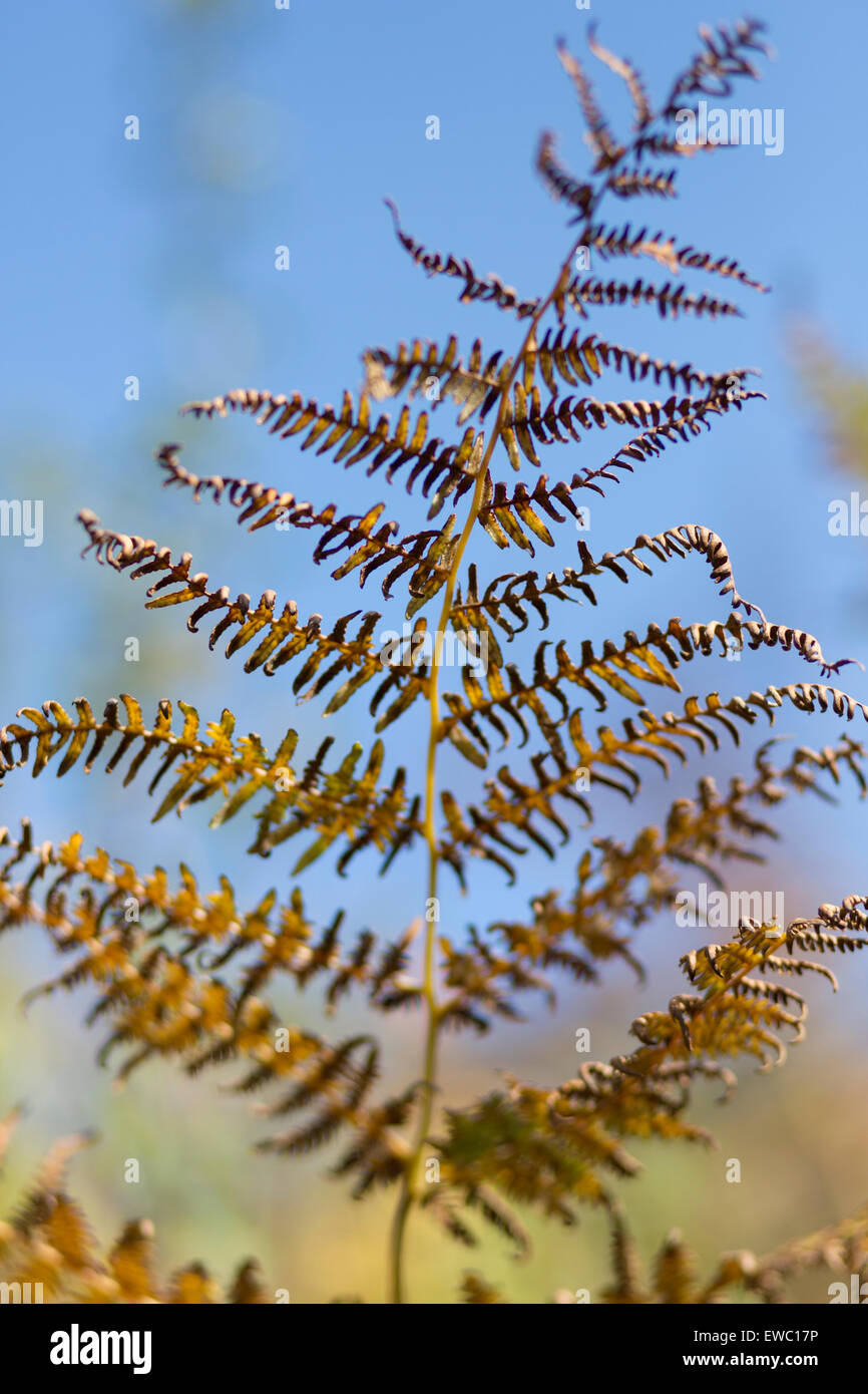 Abstrakte Bracken im Herbst Farbe Stockfoto