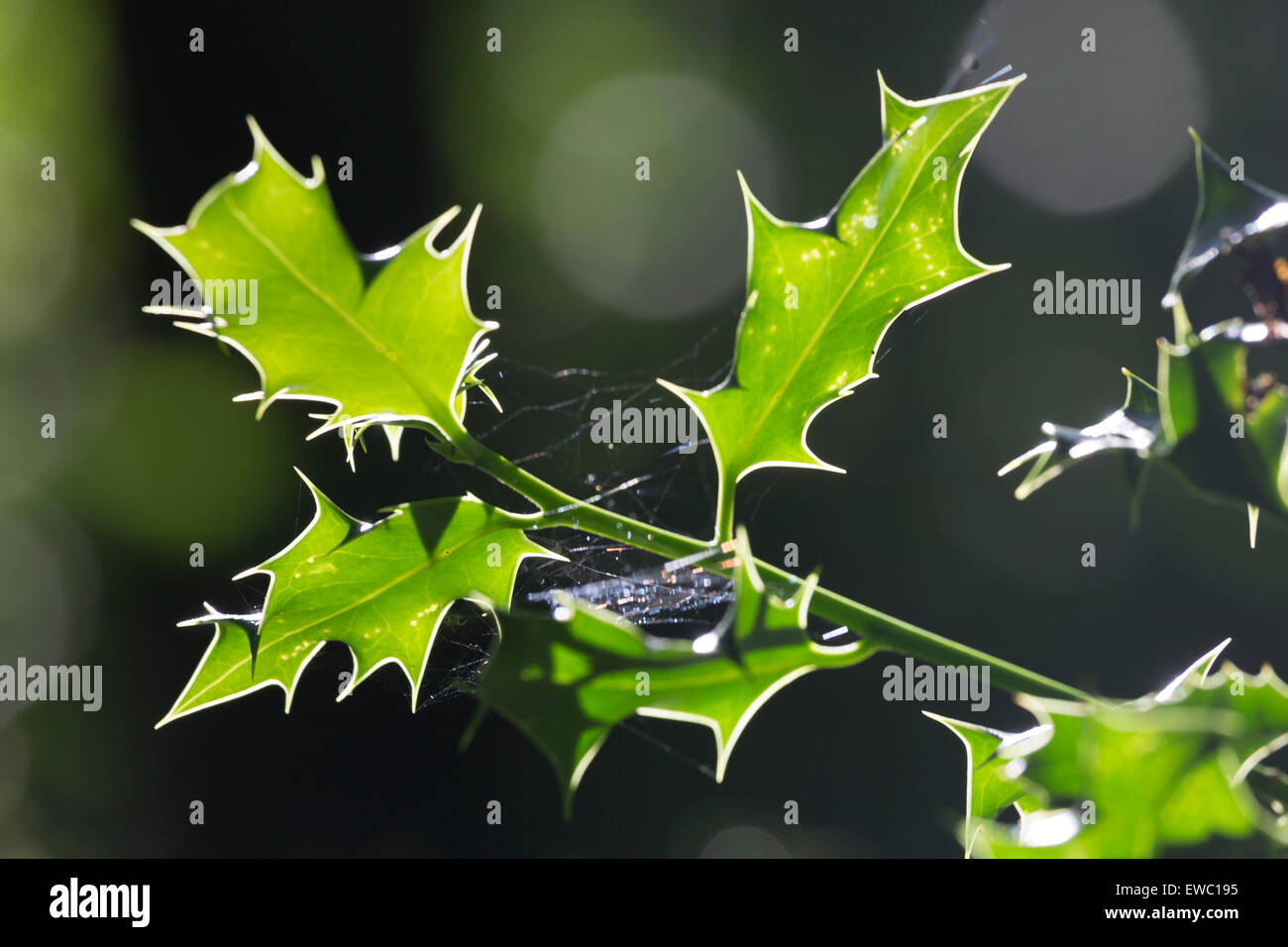 Holly Stockfoto