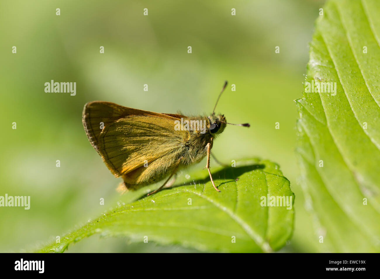 Kleine Skipper - Thymelicus sylvestris Stockfoto