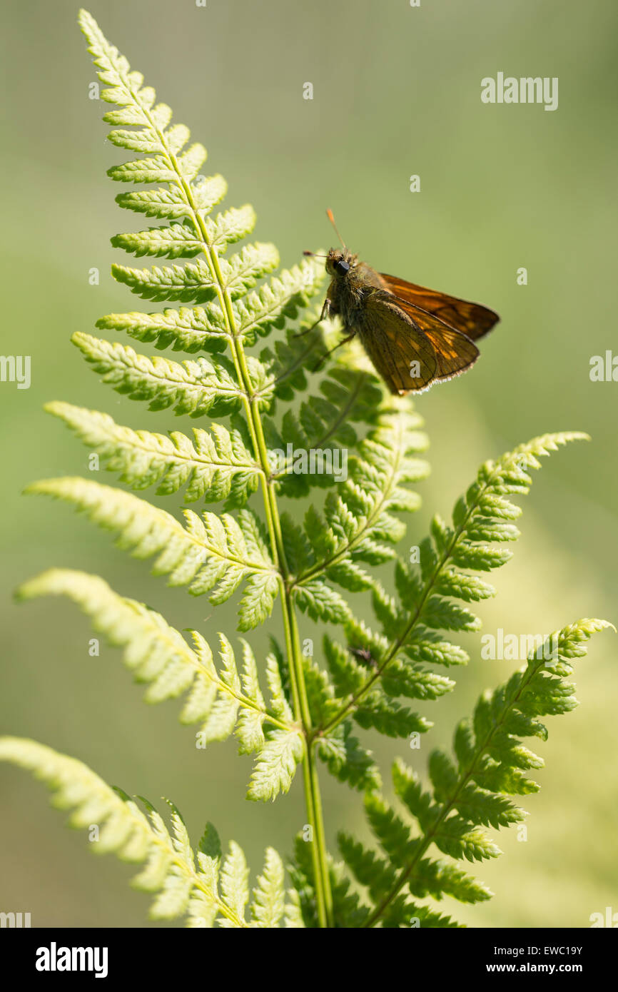 Großen Skipper - Ochlodes sylvanus Stockfoto