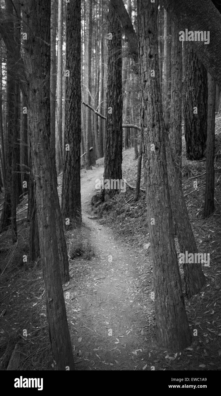 Kiefern und Redwoods, Mt. tamalpais State Park, Kalifornien Stockfoto