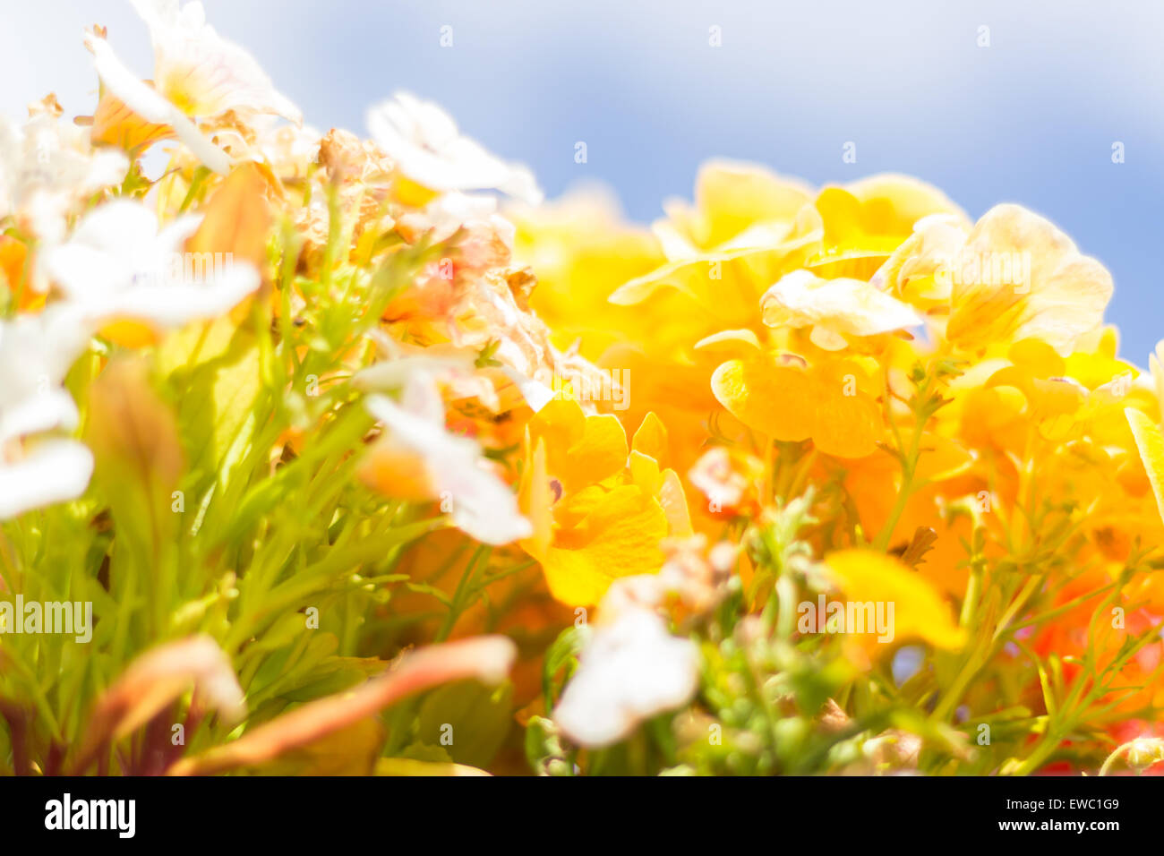 Garten Pflanzen Stockfoto