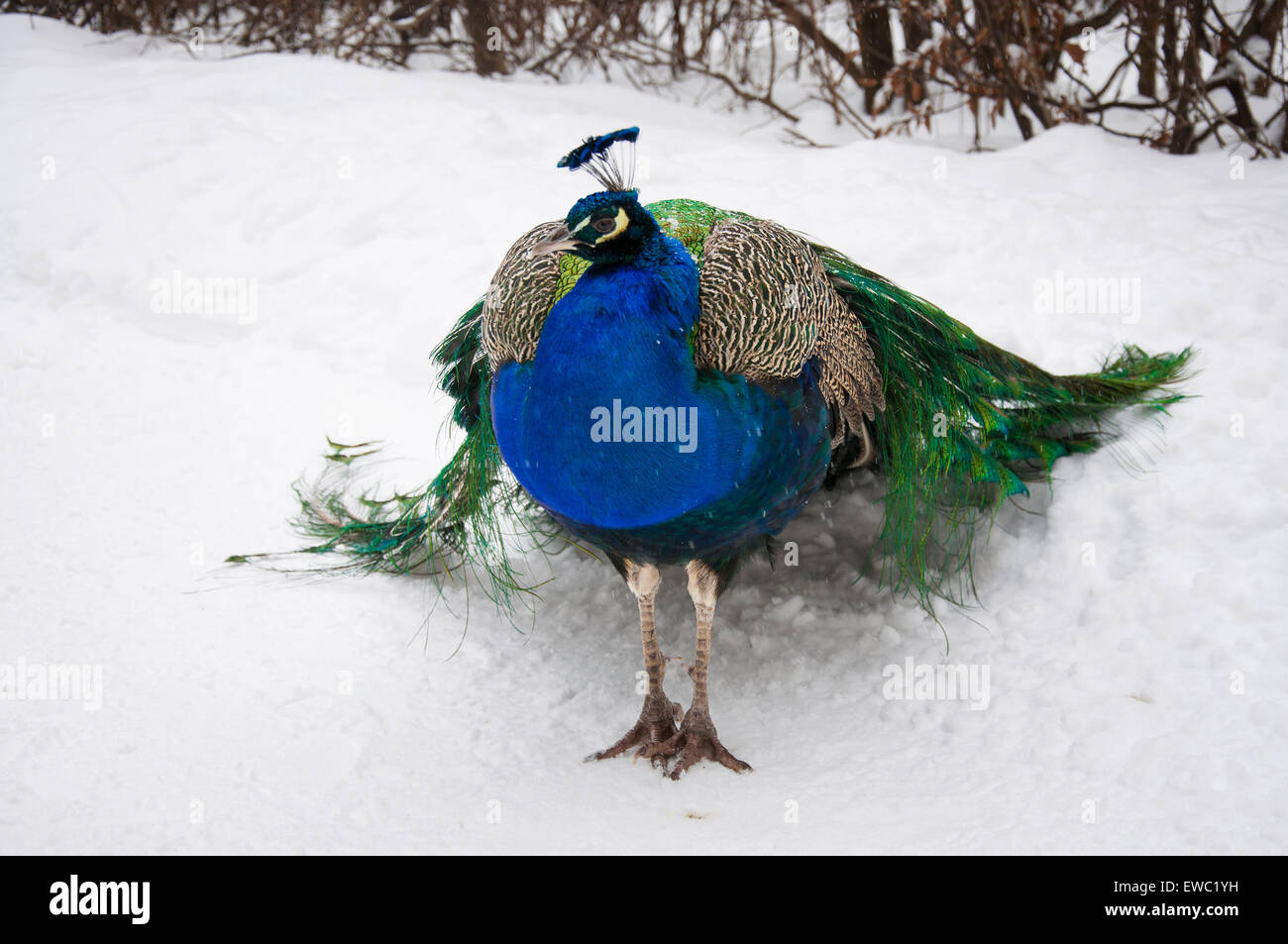 Schöne Pfau Stockfoto