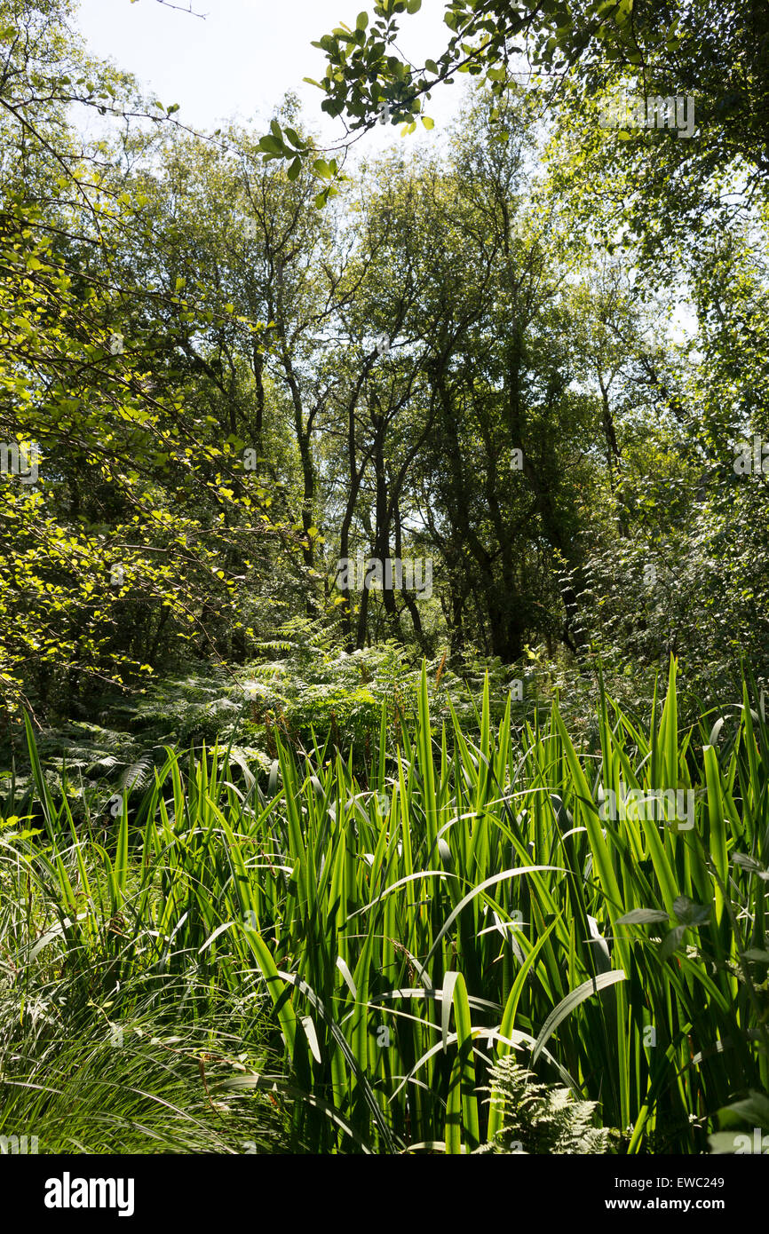 Carr Woodland Stockfoto