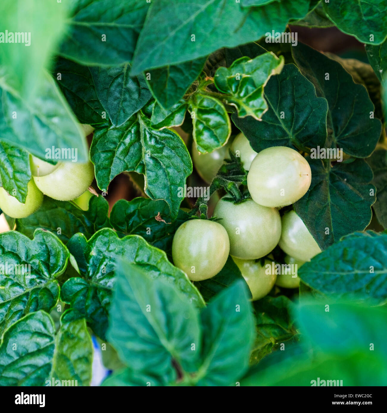 Eine Tomatenpflanze mit kleinen, neuen grüne Tomaten, Solanum Lycopersicum. USA. Home gewachsen und organisch. Stockfoto