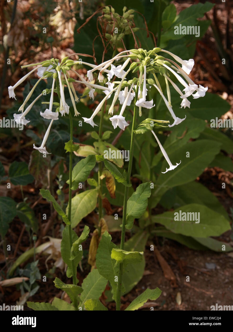 Tabakpflanze Nicotiana Sylvestris, Solanaceae. Stockfoto