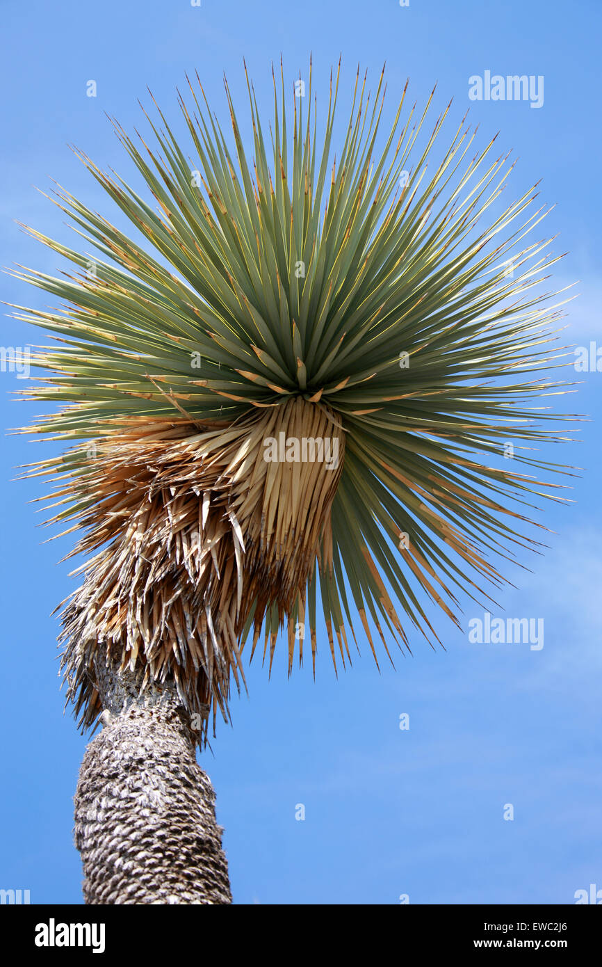 Schnabel Yucca, Big Bend Yucca, Yucca Rostrata, Agavoideae, Asparagaceae. Native Texas, Chihuahua, Coahuila, Mexiko. Stockfoto