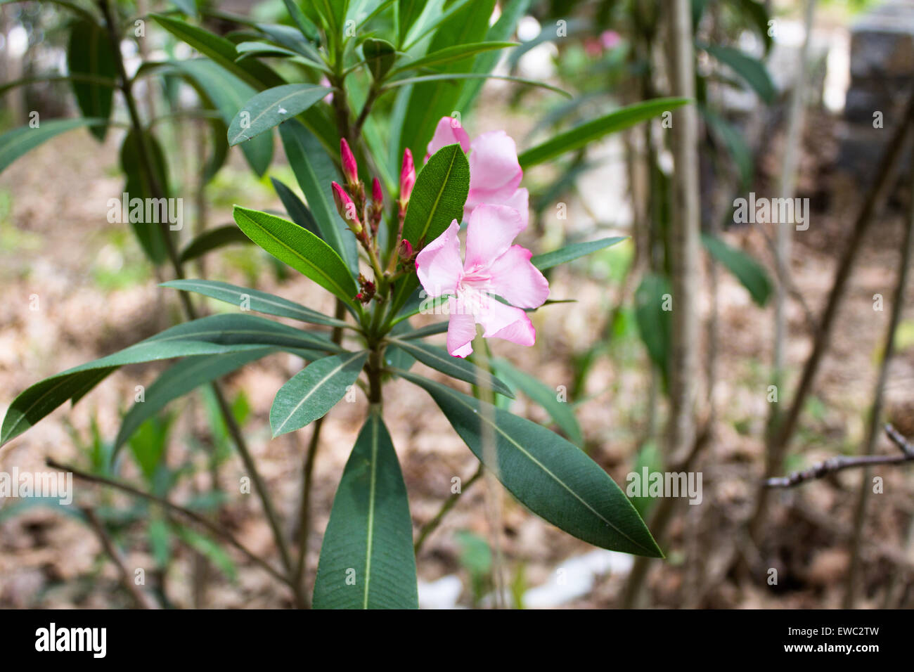 Giftige Oleander-Blüten, die Aposelemi-Schlucht auf Kreta zu finden. Stockfoto