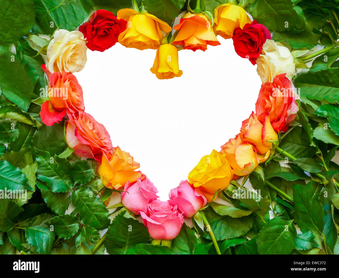 Herzsymbol von verschiedenen bunten Rosen mit grünen Blättern und weißen Leerraum für text Stockfoto