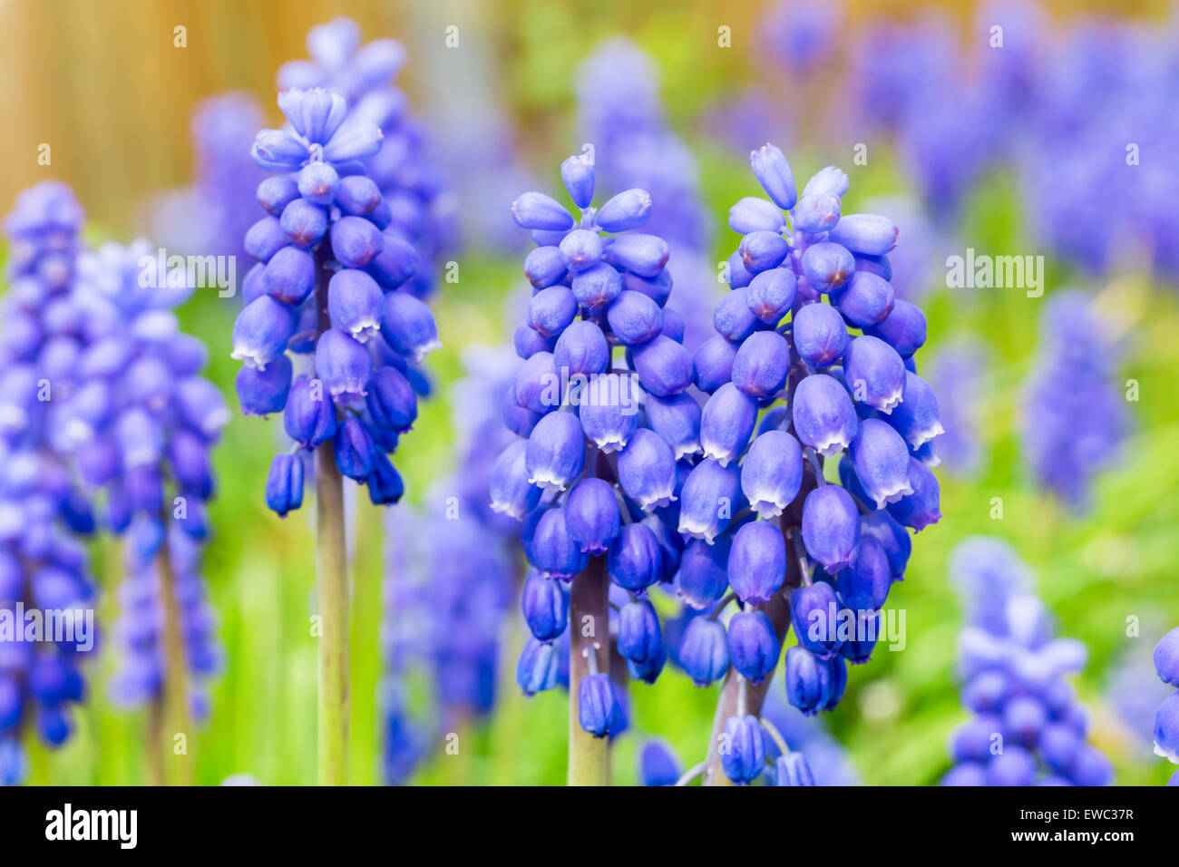 Gruppe von blauen Traubenhyazinthen und grüne Blätter im Frühjahr Stockfoto