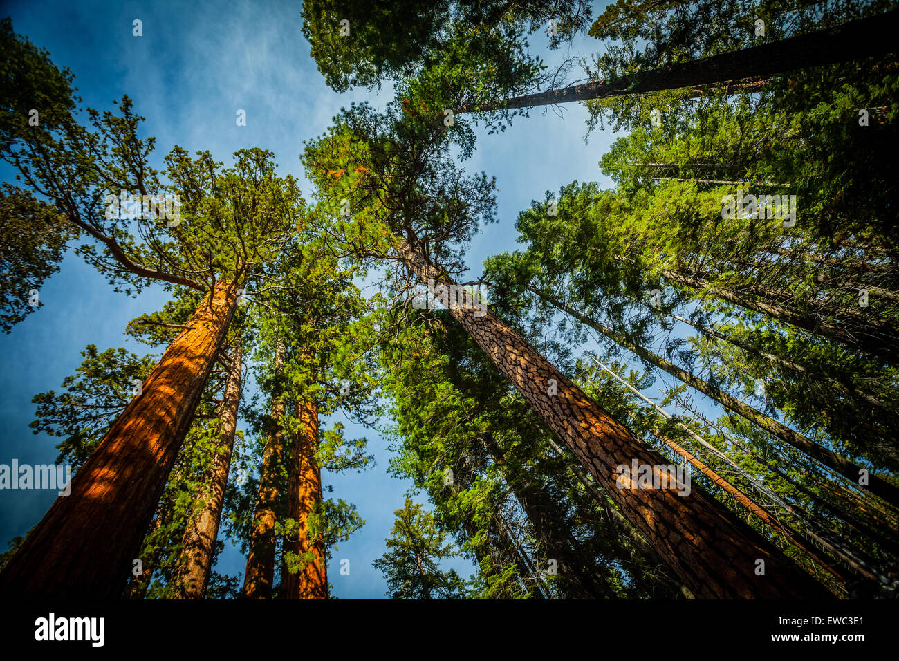 Riesigen Redwood-Bäume blickte zum Himmel breit Winkel Frühjahr-Sommer-Yosemite-Nationalpark, Kalifornien USA Stockfoto