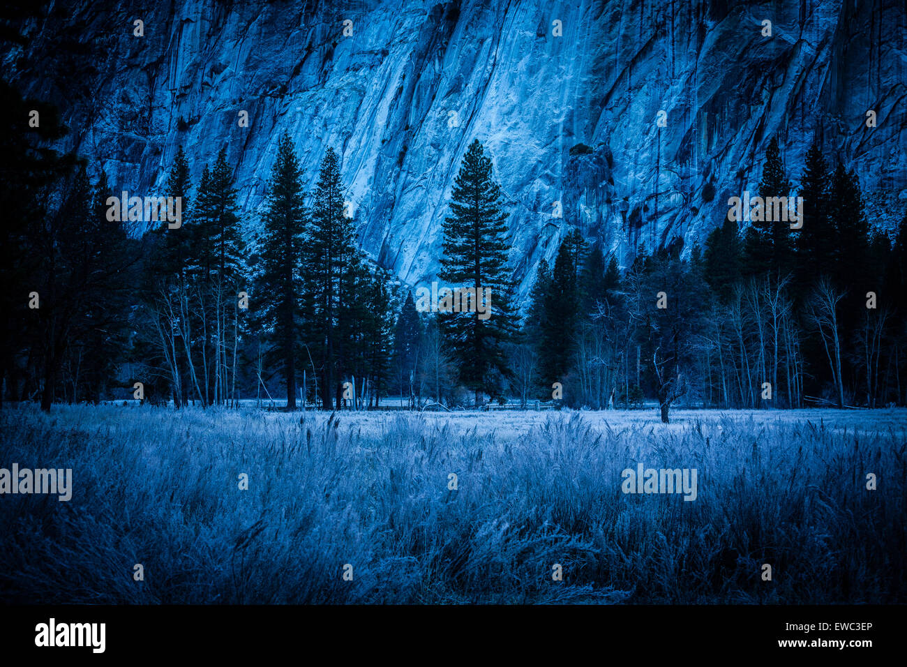Kiefern im Talboden Hintergrund Felsen Yosemite Valley Kalifornien kalten frostigen Winter-Licht blau Stockfoto