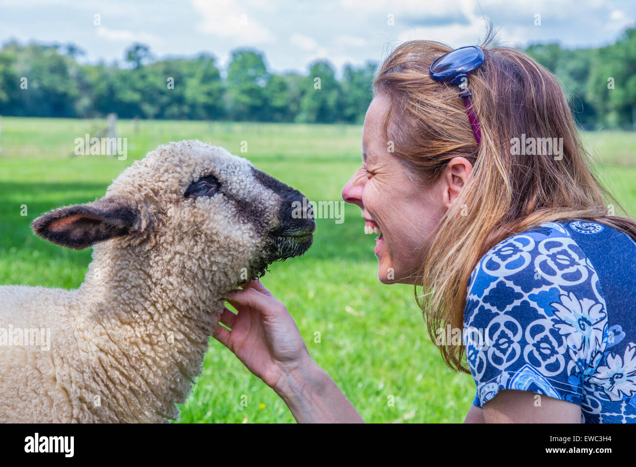 Kaukasische Frau und Schafe Köpfe zusammen und streicheln die Nutztiere Stockfoto