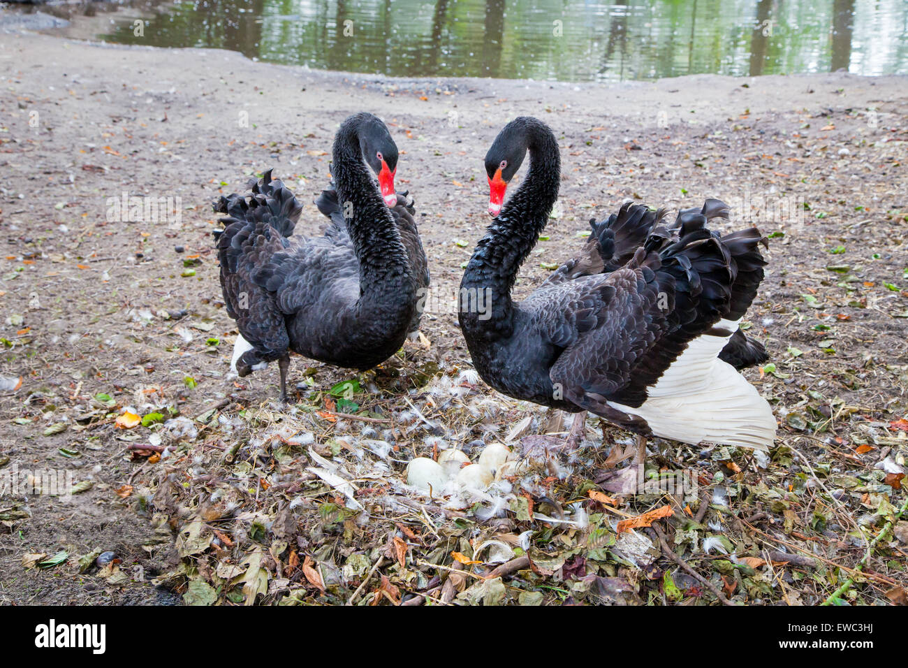 Paar schwarze Schwäne verteidigende Eiern im Nest in der Nähe von Teich Stockfoto