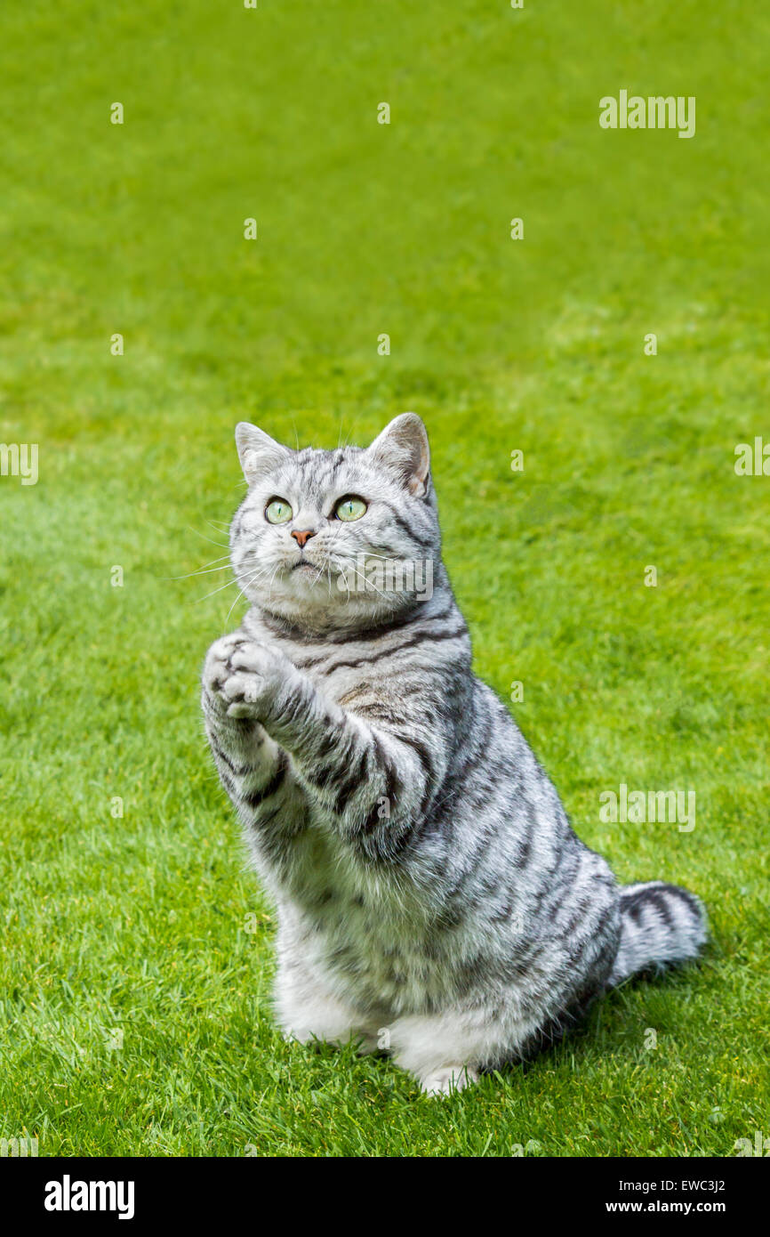 Britisch Kurzhaar Schwarz Silber Tabby Katze sitzt auf dem grünen Rasen zu beten Stockfoto