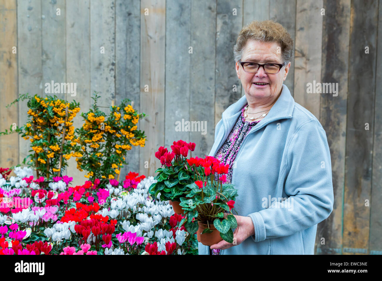 Ältere europäische Frau mit Blütenpflanzen vor Holzzaun mit senkrechten Brettern Stockfoto