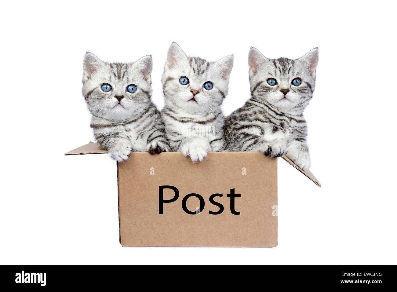 Drei junge Britisch Kurzhaar Schwarz Silber Tabby Katzen in Karton isoliert auf weißem Hintergrund Stockfoto