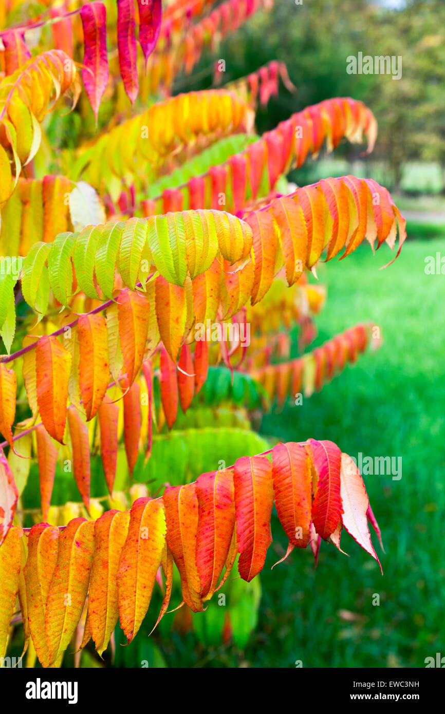 Blätter der samt Baum in herbstlichen Farben mit rot-grün und gelb Stockfoto