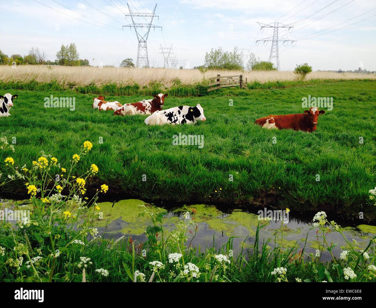 Gruppe der Kühe auf der Wiese liegen Stockfoto