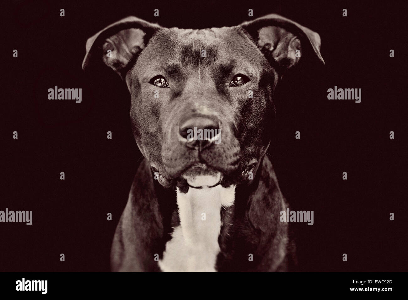 Studioportrait eine mittlere große Erwachsenen schwarzen Pitbull Hund auf schwarzem Hintergrund gerichtete Kamera mit fesselnden Blickkontakt Stockfoto