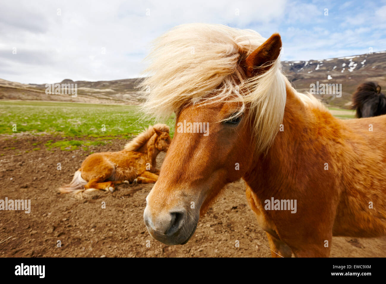 Isländische Pferde Island Stockfoto