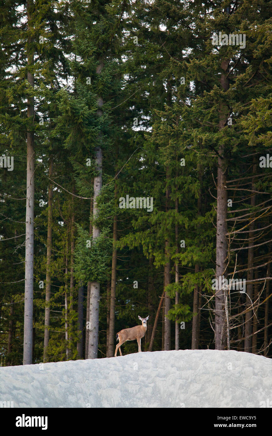 Eine schwarze angebundene Rotwild (Odocoileus Hemionus Columbianus) steht auf der Oberseite ein Haufen sand Stockfoto