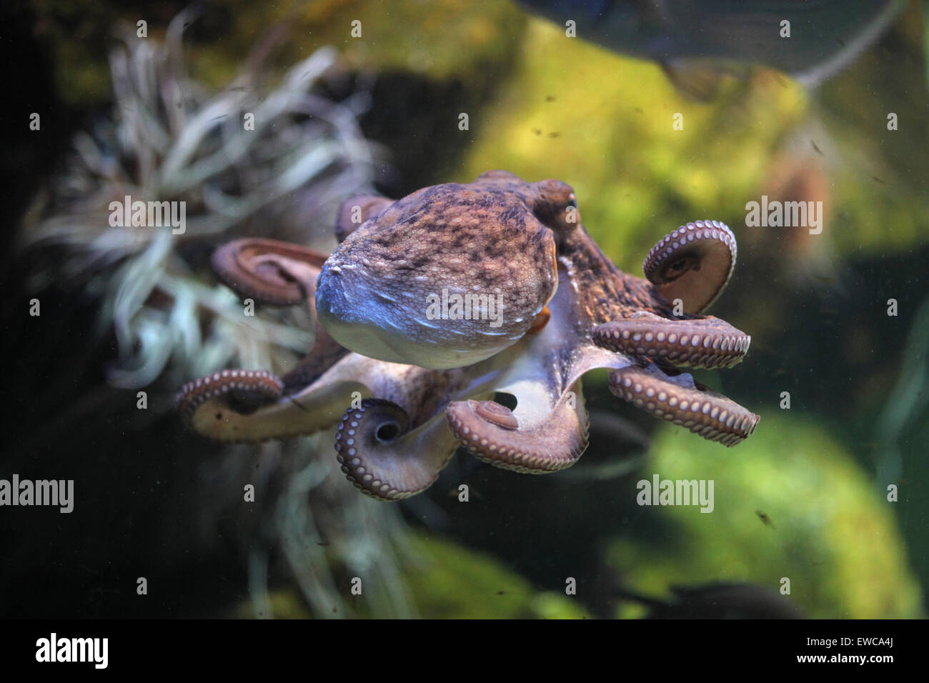 Gemeinsame Krake (Octopus Vulgaris) im Frankfurter Zoo in Frankfurt Am Main, Hessen, Deutschland. Stockfoto