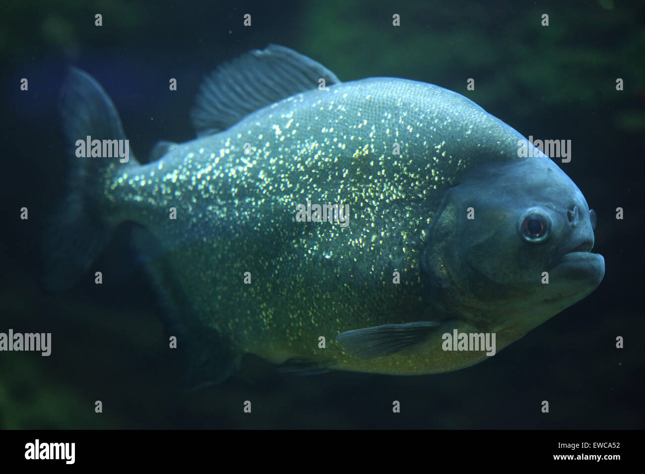Piranha (Pygocentrus Piraya), auch bekannt als die menschenfressende Piranhas. Stockfoto